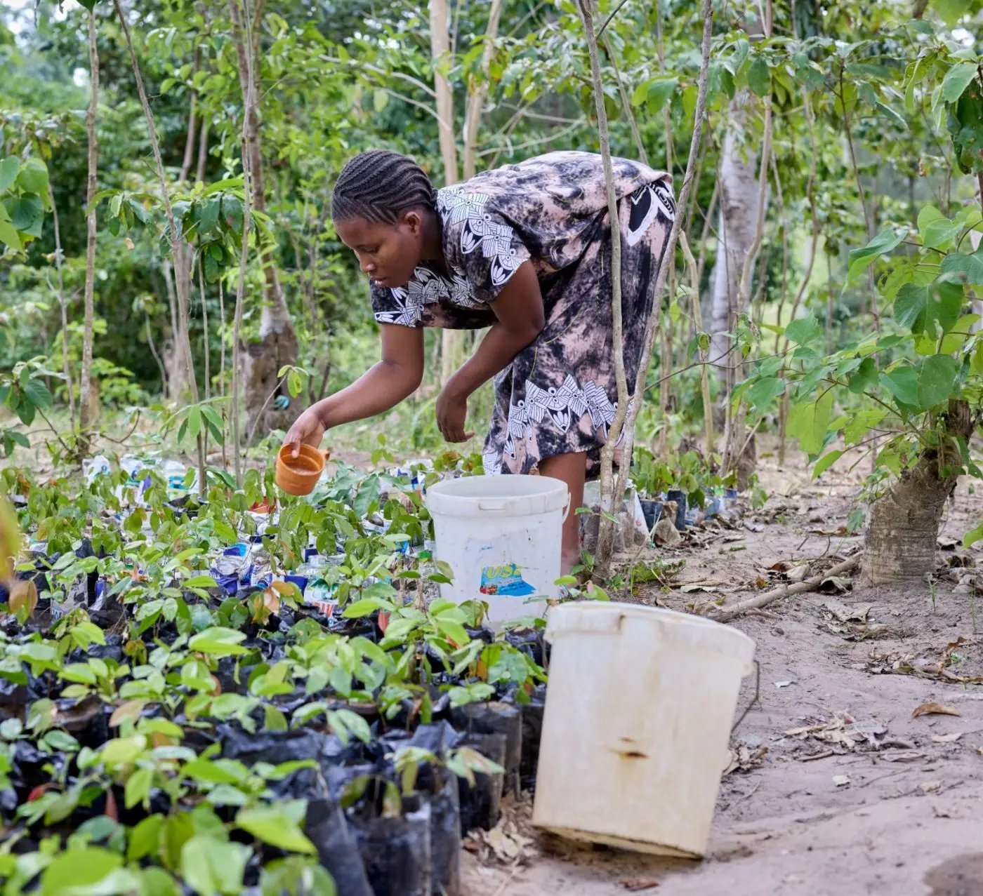 In Kenia heeft een milieuorganisatie, die is begonnen met een groep geëngageerde vrouwen, veel zaden geplant, waaronder traditionele geneeskrachtige bomen. 
