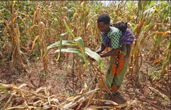 Margaret, 32 jaar oud, is een alleenstaande moeder van vier kinderen, die hen slechts één keer per dag kan voeden vanwege de mislukte oogsten als gevolg van cyclonen en tropische stormen in Malawi.